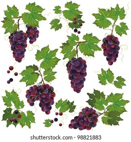 Set of realistic black grape with water drops isolated on white background, vector illustration