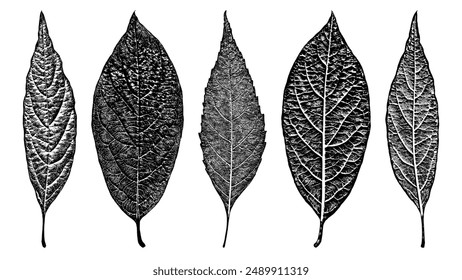 Set of realistic black leaf overlay textures isolated on white background. Dark foliage print, old, grunge, grainy, vintage, worn, dust effect. Abstract leaves macro. Floral pattern close-up. EPS 10.