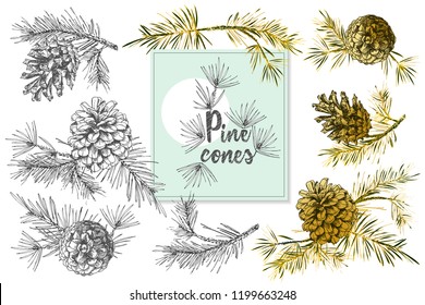 Set Realistic Botanical ink sketch of fir tree branches with pine cone in golden, black and white colors on white background. Good idea for templates invitations, greeting cards. Vector illustrations