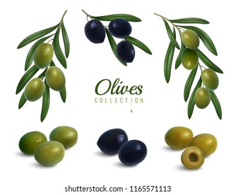 Conjunto de ramas realistas de aceitunas con hojas, frutas glosas verdes y negras ilustraciones vectoriales aisladas  