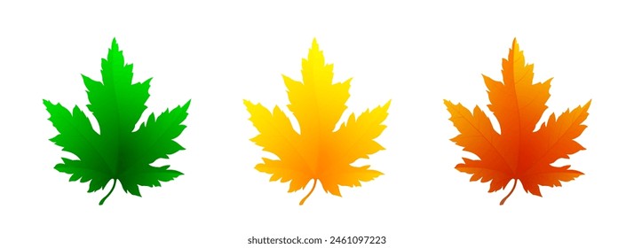 Set of realistic bright maple leaves isolated on white background. Maple leaf icons in green, yellow and red color. Vector illustration