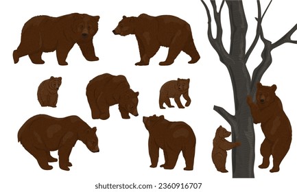 Set of realistic brown bears Ursus arctos in different poses. Brown bears and their cubs walk, sit and climb trees. Realistic vector animal