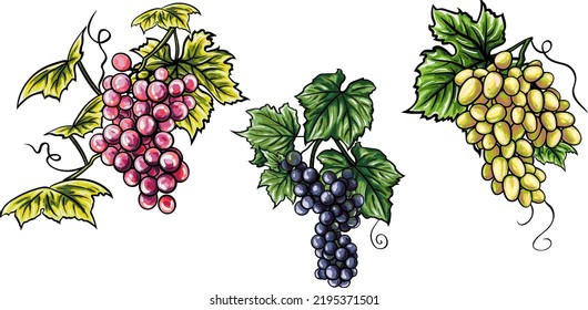 Set of realistic bunch of grapes of different colors and varieties vector illustration