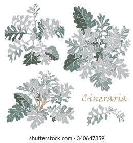 Set realistic cineraria flowers on white background. Vector illustration