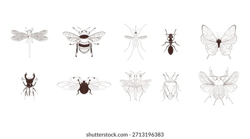 Conjunto de ilustrações de vetor desenhadas à mão de insetos de fechamento realista
