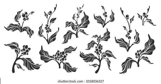 Set of realistic coffee branch with leaves and natural coffee bean Botanical shape drawing design Nature plant Eco food Organic drink Black silhouette illustration isolated on white background Eps10