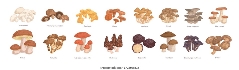 Set of realistic colorful edible mushrooms vector graphic illustration. Collection of various type of fresh autumn forest plants on feet with cap isolated on white. Seasonal natural organic food