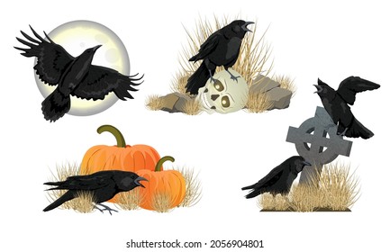 Set of Realistic compositions with black crows Corvus corax. The crow sits on a skull, pumpkins, a grave cross and flies against the background of moon. Halloween stickers and illustrations. Vector