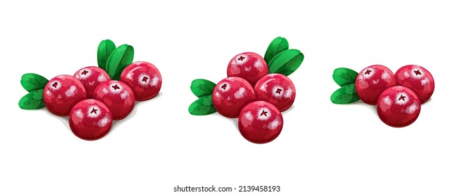 Set of realistic cranberries with leaves isolated on white background. Vector Illustration.