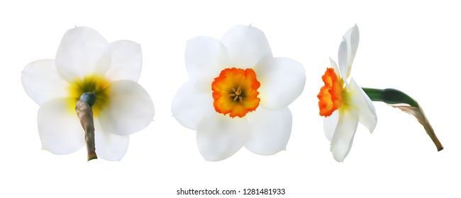 Set of realistic daffodil flower heads. Front, back and side view. Vector illustration
