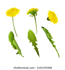 Set of realistic dandelions flowers and leaves isolated on white background. Spring or summer design elements. Vector illustration.