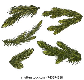 Set of Realistic Detailed Christmas tree branches. Symbol of Christmas and New Year isolated on white background. Vector illustration