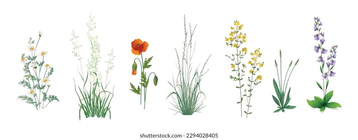 А Reihe von realistischen Zeichnungen von wildem Feld, Wiese, Steppe (einige medizinische) jährliche und mehrjährige Pflanzen, Gartenunkräuter - Feldkamille, Wildmohn, Hypericum Kräuterpflanzen, Plantain, Campanula, Getreidekräuter.