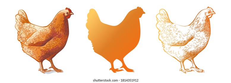 Set of realistic engrave chicken logo. Decorative bird hen silhouette pattern. Farm animal. Vector watercolor illustration of a poultry  in vintage style