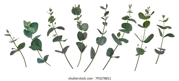 Set Of Realistic Eucalyptus Twigs