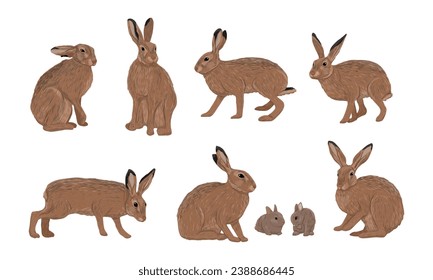 Set of realistic European hare or brown hare. Adult Lepus europaeus hares and their young. Vector animal