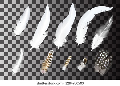 Set of realistic feathers