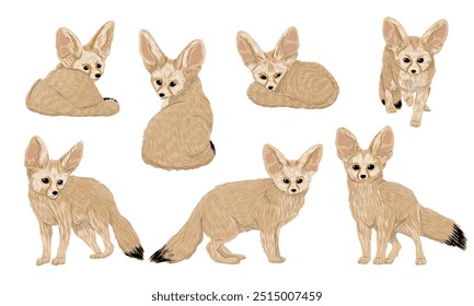 Set of realistic fennec foxes. Fennec foxes lie, sit and walk. Vector animal