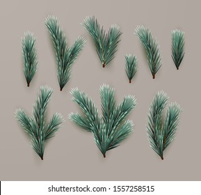 Set of realistic fir tree branches. Vector illustration