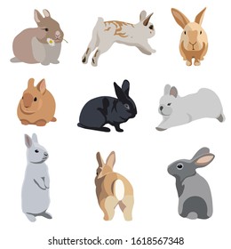 Set of realistic flat bunny rabbit vector illustrations.