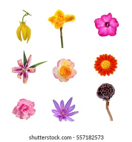 Set of realistic flower isolated on white,vector illustration