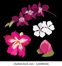 Set of realistic flowers, isolated on black background.Vector illustration.