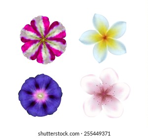 Set of realistic flowers, part 1. Vector eps10.