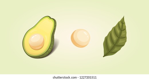 Set realistic fresh avocado fruit. Slice and whole avocados. Vegan food vector illustration in cartoon style.