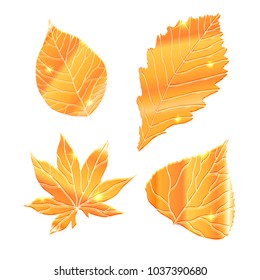 Set of realistic golden leaves with sparkle. Vector elements for your design.
