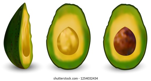 Set of realistic green avocado. Vector illustration. Exotic evergreen fruit plants. Isolation on a white background