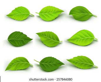 Set of Realistic Green Leaves Collection. Vector Illustration