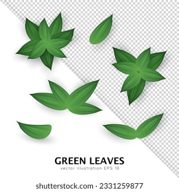 Set of realistic green leaves various shapes isolated on transparent background. Design elements with different 3d tree branches clip art. Vector illustration with herbs, foliage