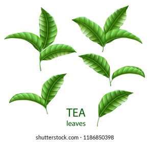 Set of realistic green tea leaves isolated. Green tea for your design, advertising and packaging. Vector floral elements.