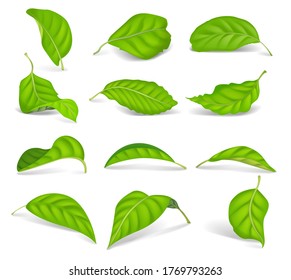 Set of realistic green tea leaves isolated on a white background. Vector elements.