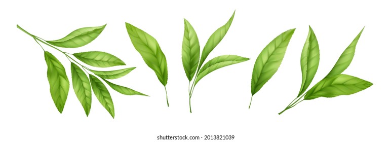 Set of realistic green tea leaves and sprouts isolated on white background. Sprig of green tea, tea leaf. Vector illustration EPS10