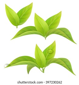 Set of realistic green tea leaves isolated on a white background with drops of dew. Vector floral elements.