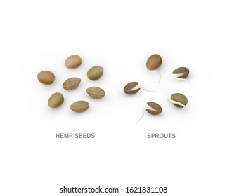 Set of realistic hemp seeds and sprouts for healthy eating. 3d render. Vector illustration isolated on white background.