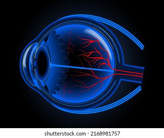 set of realistic human eyeball isolated or close up human eyeball retina with pupil and iris.