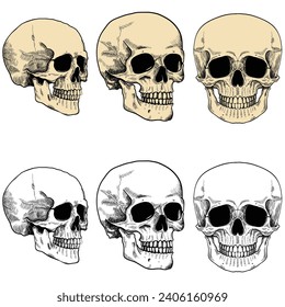 Set of realistic human skull anatomy head drawing illustration