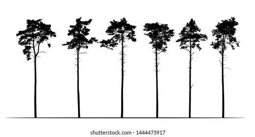 Set Realistic Illustration Of Tall Coniferous Pine Trees. Isolated On White Background - Vector