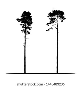 Set Realistic illustration of two tall coniferous pine trees. Isolated on white background - vector