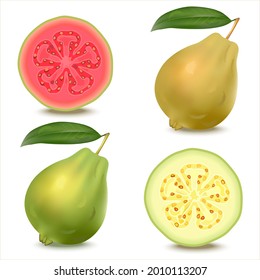 Set of realistic illustration of yellow and green guava. Fresh whole and slice guava  isolated on white background.