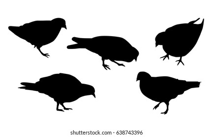 Set of realistic illustrations of silhouette walking and pecking pigeon, isolated on white background - vector