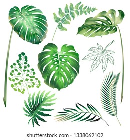 Set of realistic images of leaves of tropical plants, monstera, philodendron, fern, strelitzia, palm trees. Design elements for wedding invitations, banners, covers.