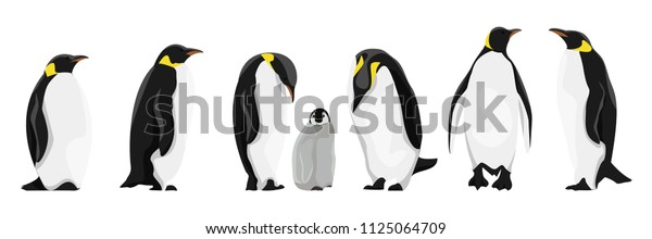 異なるポーズをとった リアルなインペリアルペンギンのセット 大人の鳥やひな 白い背景にベクターイラスト のベクター画像素材 ロイヤリティフリー