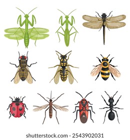 Conjunto de insetos realistas de cima. Insetos vetoriais sobre fundo branco. Libélula, formiga, mosca, vespa, abelha, ventre.