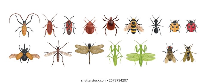 Set of realistic insects from above. Vector insects on a white background. Dragonfly, ant, fly, wasp, bee, mantis.