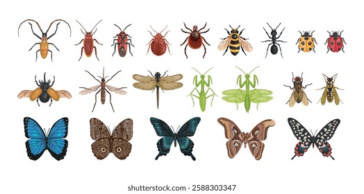 Set of realistic insects from above. Vector insects on a white background. Dragonfly, ant, fly, wasp, bee, mantis, butterflies.