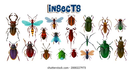 Set of realistic insects in cartoon style. Vector bugs collection isolated on white background