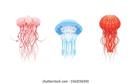 Set of realistic jellyfish images. Vector illustration.